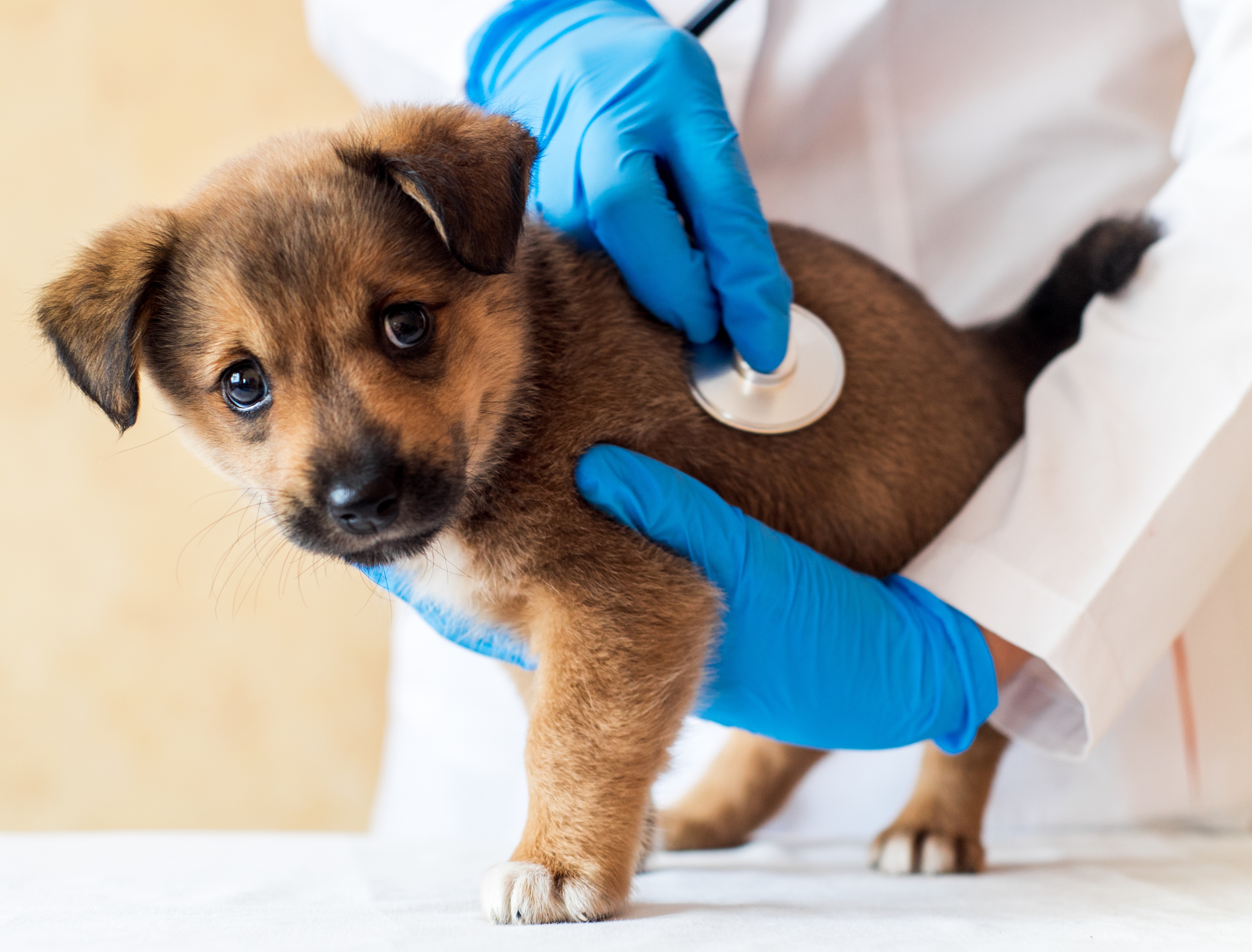 VETERINARY