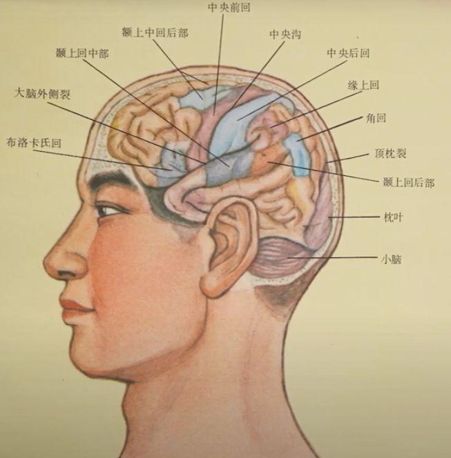 Curso de Introdução à Acupuntura Escalpeana de Fang